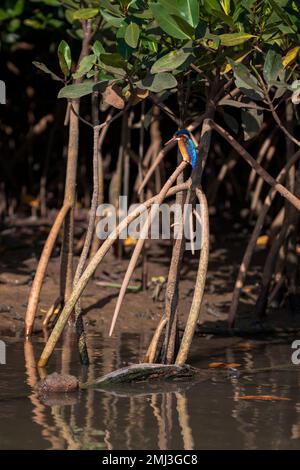 Malachite kingfisher (Corythornis cristatus), perché sur la branche, Gambie, Afrique Banque D'Images