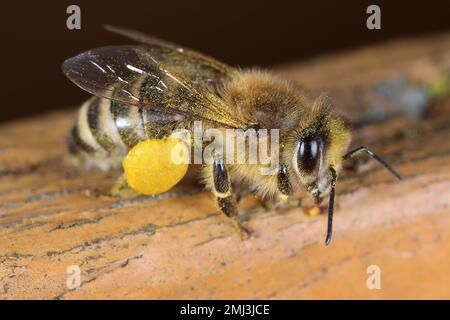 Abeille avec pollen sur les jambes. Banque D'Images