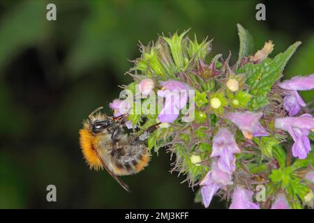 Bumblebee (Bombus sp.) pollinisation des fleurs. Banque D'Images