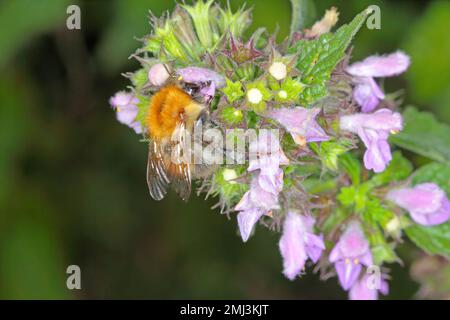Bumblebee (Bombus sp.) pollinisation des fleurs. Banque D'Images