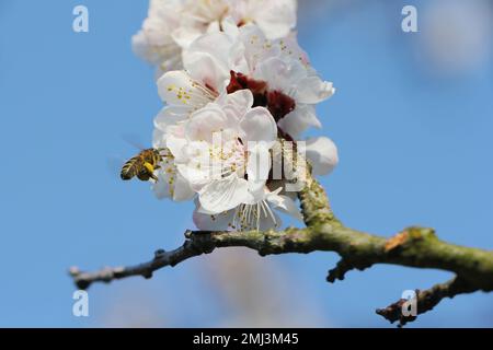 Abeille européenne, API mellifera. L'abeille volante pollinisant l'abricot dans le jardin de printemps en fleurs. abeille récolte de pollen de nectar miel à l'abricot Banque D'Images