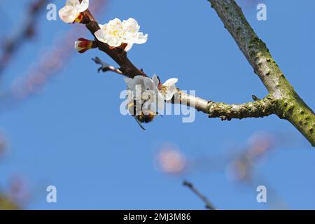 Bumblebee (Bombus sp.). Pollinisation de l'abricot dans un jardin fleuri au printemps. L'abeille Bumble récolte le miel de pollen de nectar dans les fleurs d'abricot. Banque D'Images