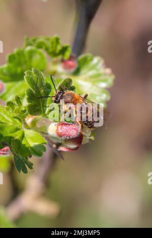 Red Mason Bee, Osmia rufa, Megachilidae, Apoidea, Apocrita, Hyménoptères. Nourrissant, pollinisant la fleur de groseilles à maquereau dans le jardin au printemps. Banque D'Images