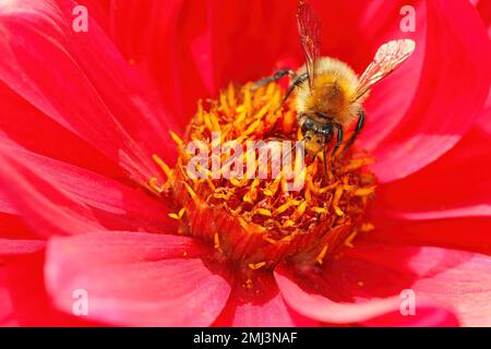 Pollinisation par les abeilles sauvages de plantes fleurs. Banque D'Images