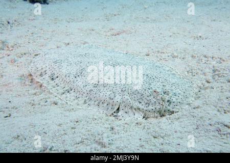 Semelle sans finin bien camouflée (Pardachirus marmoratus) dans le sable. Site de plongée Shaab El Erg, Hurghada, Egypte, Mer Rouge Banque D'Images