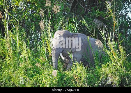 Éléphant pygmée de Bornéo (Elephas maxima borneensis) dans la forêt tropicale, district de Kinabatangan, Sabah, Bornéo, Malaisie Banque D'Images