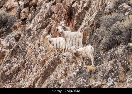 Wewe et Lambs de Rocky Mountain Bighorn Banque D'Images