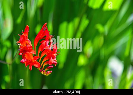 Fleur d'un Montbestia (Crocosmia x crocosmiiflora Lucifer) de la famille des iris (Iridaceae) dans un jardin en Bavière, Allemagne Banque D'Images