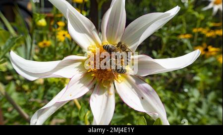 Star dahlia (honka fragile) de la famille dahlia (Asteraceae) avec abeille (APIS mellifera), Bavière, Allemagne Banque D'Images