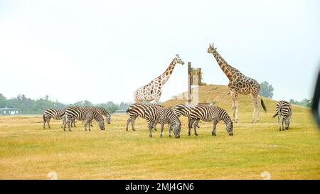 Groupe de zèbres sauvages, girafe mangeant de l'herbe dans le parc du zoo safari. Troupeau de zèbres dans le parc. Animaux sauvages à distance. Banque D'Images