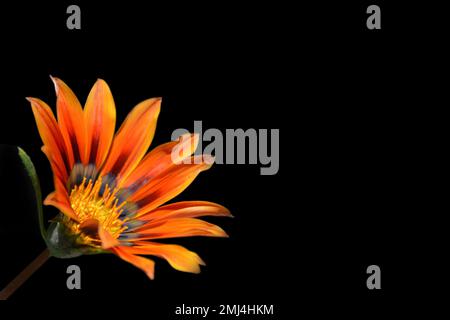 Fleur de Gazania isolée sur fond noir avec espace de copie. Gros plan sur une fleur de Trésor ou une pâquerette africaine. Concept de fond floral. Banque D'Images