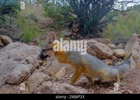 Gray Fox, Chupadera Mountains, Nouveau-Mexique, États-Unis. Banque D'Images