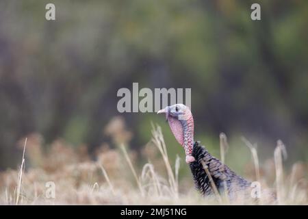 Dindes sauvages Rio Grande, refuge national de la faune de Bosque del Apache, Nouveau-Mexique, États-Unis. Banque D'Images