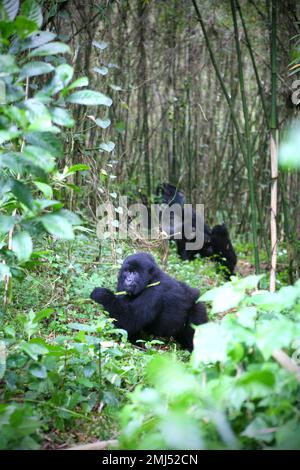 Montagne Gorilla mère et bébé gorille (Gorilla beringei beringei) Parc national des volcans, Rwanda Banque D'Images