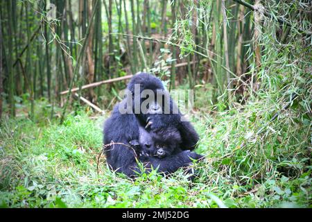 Montagne Gorilla mère et bébé gorille (Gorilla beringei beringei) Parc national des volcans, Rwanda Banque D'Images