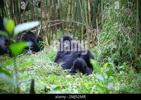 Montagne Gorilla mère et bébé gorille (Gorilla beringei beringei) Parc national des volcans, Rwanda Banque D'Images