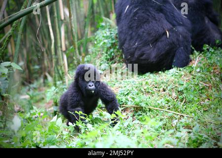 Montagne Gorilla mère et bébé gorille (Gorilla beringei beringei) Parc national des volcans, Rwanda Banque D'Images