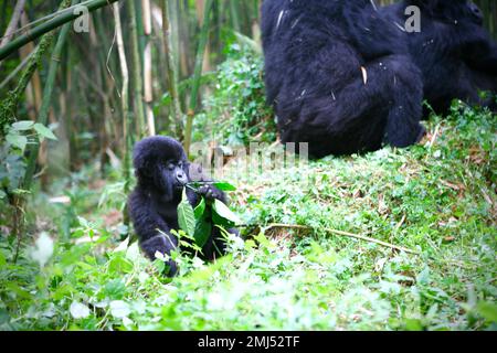 Montagne Gorilla mère et bébé gorille (Gorilla beringei beringei) Parc national des volcans, Rwanda Banque D'Images