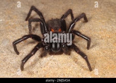 Sydney Funnel Web Spider très venimeux Banque D'Images