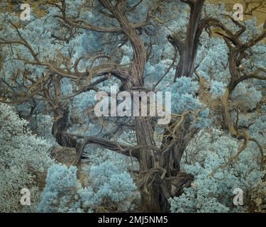 Utah Juniper Tree, forêt nationale de Coconino, Arizona. Super couleur infrarouge. Banque D'Images