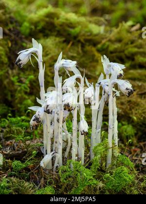 Indian Pipe (Monotroppa uniflora); Larison Creek Trail, Willamette National Forest, Oregon. Banque D'Images