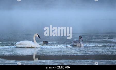 Cygne trompette adulte, poussin et juvénile au lac Swan dans le parc national de Yellowstone. Banque D'Images