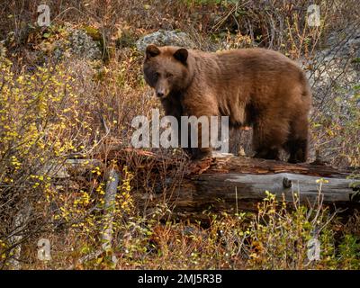 Ours noir à Slough Creek, parc national de Yellowstone. Banque D'Images