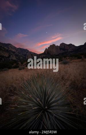Yucca à feuilles étroites et les montagnes Chiricahua au coucher du soleil ; forêt nationale de Coronado, Arizona. Banque D'Images