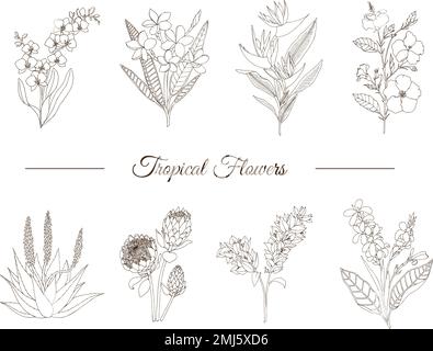 Ensemble vectoriel de fleurs tropicales isolées sur fond blanc. Plumeria dessinées à la main, canna, aloès, bougainvilliers, hibiscus , protea, orchidée, strelle Illustration de Vecteur