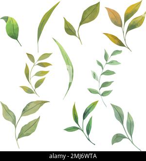 Ensemble de feuilles vectorielles, illustration botanique dessinée à la main de feuilles vertes Illustration de Vecteur