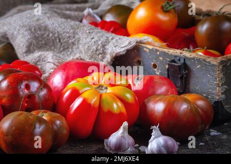 Récolter des tomates biologiques assorties - rouge, jaune, orange, marron. Variété de tomates fraîches et colorées de différentes variétés avec une attention sélective. Rétro Banque D'Images