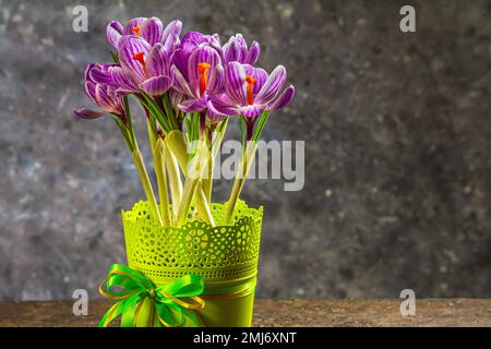 Fleurs de printemps fraîches crocuses en pot de fleurs, fermé avec de l'espace pour le texte sur un fond concret à la lumière des rayons du soleil.Photo de la vie Banque D'Images