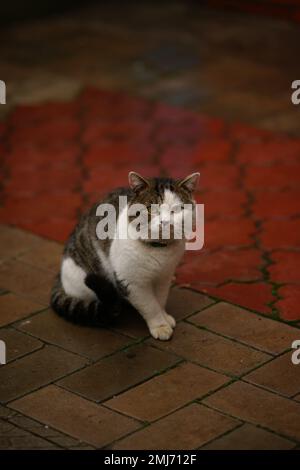 Tabby blanc grand chat dans un col est assis sur un trottoir humide carrelé Banque D'Images