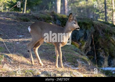 Les chevreuils dans la forêt Banque D'Images