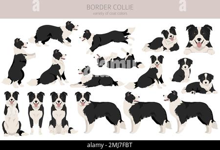 Bordure collie chien clipart. Ensemble de couleurs de manteau. Infographie sur les caractéristiques de toutes les races de chiens. Illustration vectorielle Illustration de Vecteur