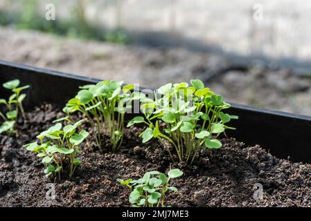 Semis de rucola frais poussant dans la boîte dans le jardin Banque D'Images