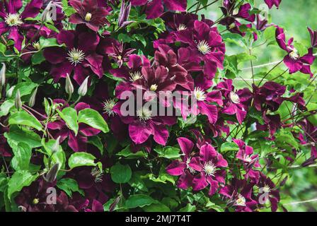 Clematis Niobe dans le jardin, support de plantes grimpantes, fleurs mauves en été Banque D'Images