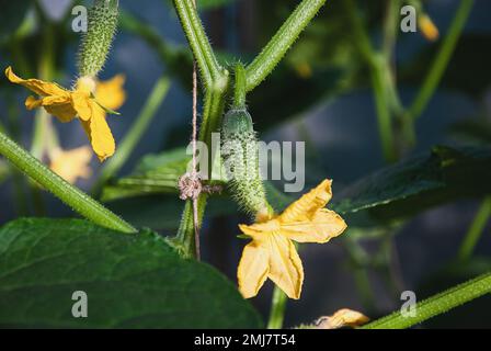 Concombre kukes aux fleurs jaunes sur concombre plante vigne de gros plan Banque D'Images