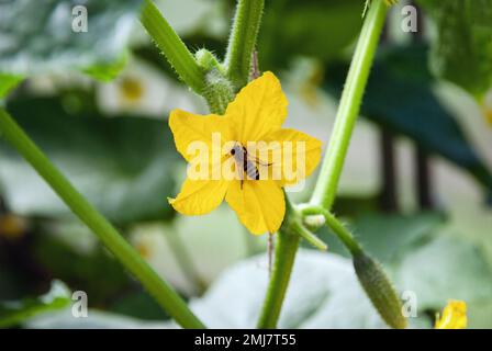 Abeille pollinisant le concombre plante fleur en serre Banque D'Images