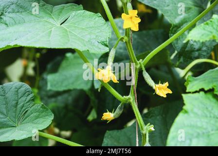 Concombre plante de vigne avec kukes et fleurs en serre Banque D'Images