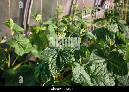 Plantes de concombre croissant en serre, vignes de concombre, cordelette de soutien de plante Banque D'Images