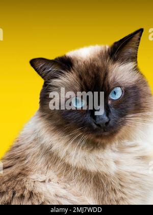 Drôle mignon chat de race himalayenne avec les yeux bleus regardant l'appareil photo avec l'espace de copie Banque D'Images