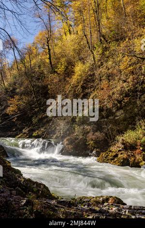 La gorge de Vintgar ou gorge de Bled est une gorge de 1,6 kilomètres dans le nord-ouest de la Slovénie, dans les municipalités de Gorje et Bled, sculptée par la rivière Radovna Banque D'Images