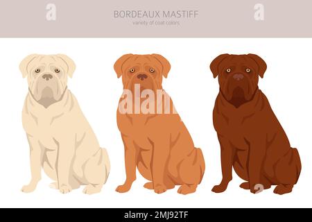 Bordelais mastiff. Différentes couleurs de pelage et poses. Illustration vectorielle Illustration de Vecteur