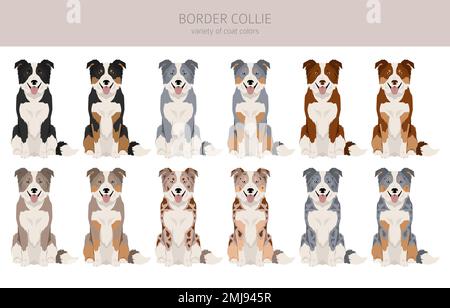 Bordure collie chien clipart. Ensemble de couleurs de manteau. Infographie sur les caractéristiques de toutes les races de chiens. Illustration vectorielle Illustration de Vecteur