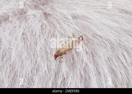 Moth (Tineola bisselliella) sur fourrure légère, gros plan Banque D'Images