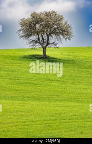 Paysage typique, arbre solitaire sur des collines verdoyantes au printemps dans le Val d'Orcia en Toscane, Italie. Banque D'Images