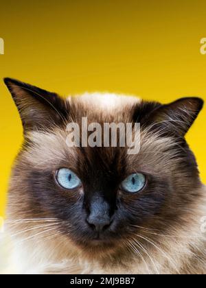 Drôle mignon chat de race himalayenne avec les yeux bleus regardant l'appareil photo avec l'espace de copie Banque D'Images