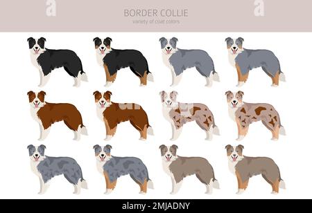 Bordure collie chien clipart. Ensemble de couleurs de manteau. Infographie sur les caractéristiques de toutes les races de chiens. Illustration vectorielle Illustration de Vecteur