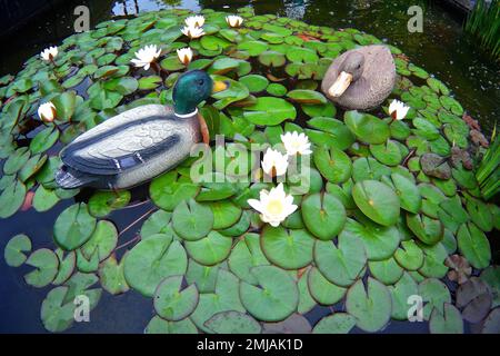 Vue grand angle du canard en caoutchouc comme décoration dans un étang avec nénuphars Banque D'Images